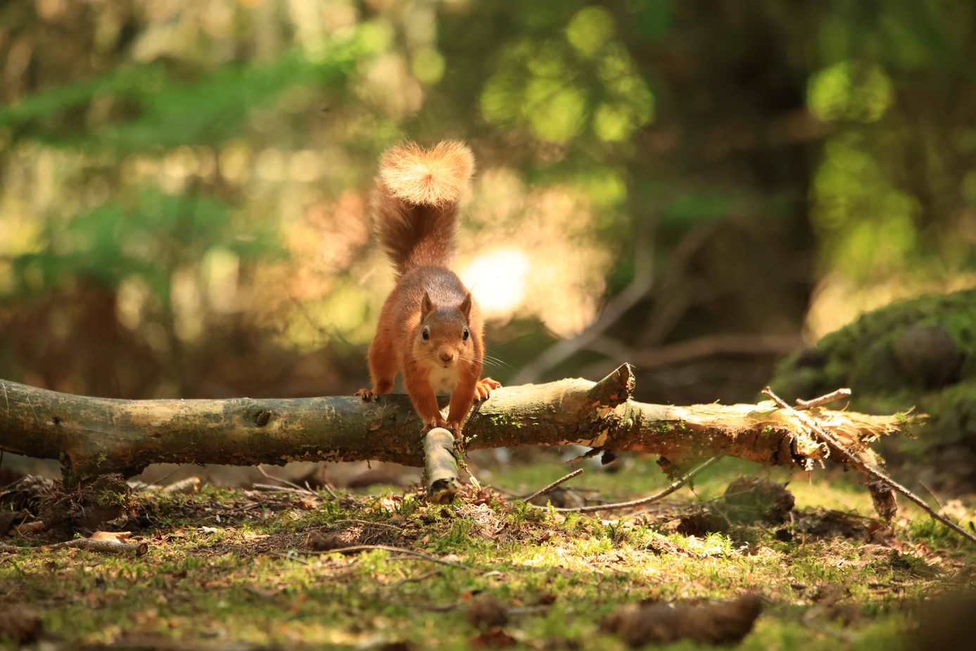 Cumbrian Red: Saving Our Red Squirrels | Riverside Studios